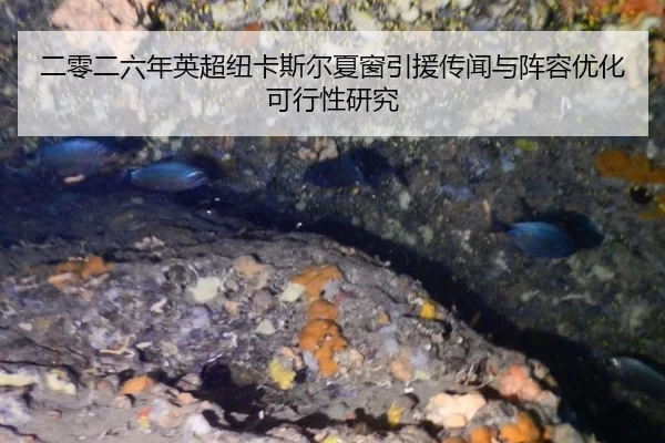 二零二六年英超纽卡斯尔夏窗引援传闻与阵容优化可行性研究