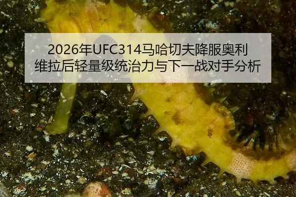 2026年UFC314马哈切夫降服奥利维拉后轻量级统治力与下一战对手分析
